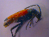  (Stictoleptura cordigera - BFB_Col_FK_4696)  @13 [ ] CreativeCommons - Attribution Non-Commercial Share-Alike (2012) Zoologische Staatssammlung Muenchen SNSB, Zoologische Staatssammlung Muenchen