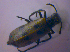  ( - BFB_Col_FK_4708)  @12 [ ] CreativeCommons - Attribution Non-Commercial Share-Alike (2012) Zoologische Staatssammlung Muenchen SNSB, Zoologische Staatssammlung Muenchen