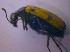  ( - BFB_Col_FK_4709)  @12 [ ] CreativeCommons - Attribution Non-Commercial Share-Alike (2012) Zoologische Staatssammlung Muenchen SNSB, Zoologische Staatssammlung Muenchen