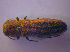  ( - BFB_Col_FK_4722)  @11 [ ] CreativeCommons - Attribution Non-Commercial Share-Alike (2012) Zoologische Staatssammlung Muenchen SNSB, Zoologische Staatssammlung Muenchen
