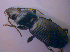  ( - BFB_Col_FK_4723)  @12 [ ] CreativeCommons - Attribution Non-Commercial Share-Alike (2012) Zoologische Staatssammlung Muenchen SNSB, Zoologische Staatssammlung Muenchen