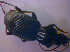  ( - BFB_Col_FK_4724)  @12 [ ] CreativeCommons - Attribution Non-Commercial Share-Alike (2012) Zoologische Staatssammlung Muenchen SNSB, Zoologische Staatssammlung Muenchen