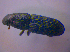  ( - BFB_Col_FK_4737)  @11 [ ] CreativeCommons - Attribution Non-Commercial Share-Alike (2012) Zoologische Staatssammlung Muenchen SNSB, Zoologische Staatssammlung Muenchen