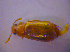  ( - BFB_Col_FK_4859)  @12 [ ] CreativeCommons - Attribution Non-Commercial Share-Alike (2012) Zoologische Staatssammlung Muenchen SNSB, Zoologische Staatssammlung Muenchen
