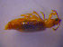  ( - BFB_Col_FK_4860)  @12 [ ] CreativeCommons - Attribution Non-Commercial Share-Alike (2012) Zoologische Staatssammlung Muenchen SNSB, Zoologische Staatssammlung Muenchen