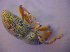  ( - BFB_Col_FK_4869)  @11 [ ] CreativeCommons - Attribution Non-Commercial Share-Alike (2012) Zoologische Staatssammlung Muenchen SNSB, Zoologische Staatssammlung Muenchen