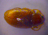  ( - BFB_Col_FK_4872)  @12 [ ] CreativeCommons - Attribution Non-Commercial Share-Alike (2012) Zoologische Staatssammlung Muenchen SNSB, Zoologische Staatssammlung Muenchen