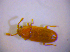  ( - BFB_Col_FK_4889)  @11 [ ] CreativeCommons - Attribution Non-Commercial Share-Alike (2012) Zoologische Staatssammlung Muenchen SNSB, Zoologische Staatssammlung Muenchen