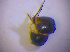  ( - BFB_Col_FK_4906)  @11 [ ] CreativeCommons - Attribution Non-Commercial Share-Alike (2012) Zoologische Staatssammlung Muenchen SNSB, Zoologische Staatssammlung Muenchen