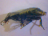  ( - BFB_Col_FK_4908)  @12 [ ] CreativeCommons - Attribution Non-Commercial Share-Alike (2012) Zoologische Staatssammlung Muenchen SNSB, Zoologische Staatssammlung Muenchen