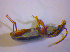  ( - BFB_Col_FK_4910)  @12 [ ] CreativeCommons - Attribution Non-Commercial Share-Alike (2012) Zoologische Staatssammlung Muenchen SNSB, Zoologische Staatssammlung Muenchen