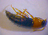  ( - BFB_Col_FK_4938)  @12 [ ] CreativeCommons - Attribution Non-Commercial Share-Alike (2012) Zoologische Staatssammlung Muenchen SNSB, Zoologische Staatssammlung Muenchen