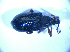  ( - BFB_Col_FK_4962)  @12 [ ] CreativeCommons - Attribution Non-Commercial Share-Alike (2012) Zoologische Staatssammlung Muenchen SNSB, Zoologische Staatssammlung Muenchen
