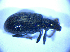  ( - BFB_Col_FK_4963)  @12 [ ] CreativeCommons - Attribution Non-Commercial Share-Alike (2012) Zoologische Staatssammlung Muenchen SNSB, Zoologische Staatssammlung Muenchen