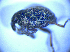  ( - BFB_Col_FK_4964)  @12 [ ] CreativeCommons - Attribution Non-Commercial Share-Alike (2012) Zoologische Staatssammlung Muenchen SNSB, Zoologische Staatssammlung Muenchen