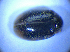  ( - BFB_Col_FK_4966)  @12 [ ] CreativeCommons - Attribution Non-Commercial Share-Alike (2012) Zoologische Staatssammlung Muenchen SNSB, Zoologische Staatssammlung Muenchen