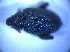  (Rhynchaenus jota - BFB_Col_FK_4975)  @11 [ ] CreativeCommons - Attribution Non-Commercial Share-Alike (2012) Zoologische Staatssammlung Muenchen SNSB, Zoologische Staatssammlung Muenchen