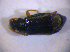  ( - BFB_Col_FK_4986)  @12 [ ] CreativeCommons - Attribution Non-Commercial Share-Alike (2012) Zoologische Staatssammlung Muenchen SNSB, Zoologische Staatssammlung Muenchen