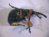  ( - BFB_Col_FK_5000)  @13 [ ] CreativeCommons - Attribution Non-Commercial Share-Alike (2012) Zoologische Staatssammlung Muenchen SNSB, Zoologische Staatssammlung Muenchen