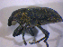  ( - BFB_Col_FK_5010)  @12 [ ] CreativeCommons - Attribution Non-Commercial Share-Alike (2012) Zoologische Staatssammlung Muenchen SNSB, Zoologische Staatssammlung Muenchen