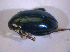  ( - BFB_Col_FK_5017)  @11 [ ] CreativeCommons - Attribution Non-Commercial Share-Alike (2012) Zoologische Staatssammlung Muenchen SNSB, Zoologische Staatssammlung Muenchen