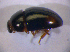  ( - BFB_Col_FK_5022)  @12 [ ] CreativeCommons - Attribution Non-Commercial Share-Alike (2012) Zoologische Staatssammlung Muenchen SNSB, Zoologische Staatssammlung Muenchen