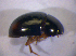  ( - BFB_Col_FK_5023)  @11 [ ] CreativeCommons - Attribution Non-Commercial Share-Alike (2012) Zoologische Staatssammlung Muenchen SNSB, Zoologische Staatssammlung Muenchen