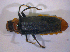  ( - BFB_Col_FK_5025)  @13 [ ] CreativeCommons - Attribution Non-Commercial Share-Alike (2012) Zoologische Staatssammlung Muenchen SNSB, Zoologische Staatssammlung Muenchen