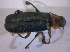  ( - BFB_Col_FK_5026)  @13 [ ] CreativeCommons - Attribution Non-Commercial Share-Alike (2012) Zoologische Staatssammlung Muenchen SNSB, Zoologische Staatssammlung Muenchen