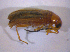  ( - BFB_Col_FK_5028)  @12 [ ] CreativeCommons - Attribution Non-Commercial Share-Alike (2012) Zoologische Staatssammlung Muenchen SNSB, Zoologische Staatssammlung Muenchen