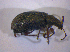  ( - BFB_Col_FK_5034)  @12 [ ] CreativeCommons - Attribution Non-Commercial Share-Alike (2012) Zoologische Staatssammlung Muenchen SNSB, Zoologische Staatssammlung Muenchen
