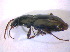  ( - BFB_Col_FK_5089)  @12 [ ] CreativeCommons - Attribution Non-Commercial Share-Alike (2010) Zoologische Staatssammlung Muenchen SNSB, Zoologische Staatssammlung Muenchen
