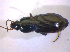  ( - BFB_Col_FK_5090)  @13 [ ] CreativeCommons - Attribution Non-Commercial Share-Alike (2010) Zoologische Staatssammlung Muenchen SNSB, Zoologische Staatssammlung Muenchen