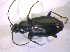  ( - BFB_Col_FK_5091)  @13 [ ] CreativeCommons - Attribution Non-Commercial Share-Alike (2010) Zoologische Staatssammlung Muenchen SNSB, Zoologische Staatssammlung Muenchen