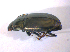  ( - BFB_Col_FK_5096)  @13 [ ] CreativeCommons - Attribution Non-Commercial Share-Alike (2010) Zoologische Staatssammlung Muenchen SNSB, Zoologische Staatssammlung Muenchen