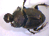  ( - BFB_Col_FK_5100)  @12 [ ] CreativeCommons - Attribution Non-Commercial Share-Alike (2010) Zoologische Staatssammlung Muenchen SNSB, Zoologische Staatssammlung Muenchen