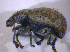  ( - BFB_Col_FK_5109)  @12 [ ] CreativeCommons - Attribution Non-Commercial Share-Alike (2010) Zoologische Staatssammlung Muenchen SNSB, Zoologische Staatssammlung Muenchen