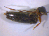  ( - BFB_Col_FK_5118)  @12 [ ] CreativeCommons - Attribution Non-Commercial Share-Alike (2010) Zoologische Staatssammlung Muenchen SNSB, Zoologische Staatssammlung Muenchen