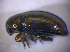  (Mantura chrysanthemi - BFB_Col_FK_5120)  @13 [ ] CreativeCommons - Attribution Non-Commercial Share-Alike (2010) Zoologische Staatssammlung Muenchen SNSB, Zoologische Staatssammlung Muenchen