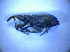  ( - BFB_Col_FK_5146)  @11 [ ] CreativeCommons - Attribution Non-Commercial Share-Alike (2012) Zoologische Staatssammlung Muenchen SNSB, Zoologische Staatssammlung Muenchen
