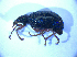  ( - BFB_Col_FK_5158)  @11 [ ] CreativeCommons - Attribution Non-Commercial Share-Alike (2012) Zoologische Staatssammlung Muenchen SNSB, Zoologische Staatssammlung Muenchen