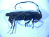  ( - BFB_Col_FK_5175)  @11 [ ] CreativeCommons - Attribution Non-Commercial Share-Alike (2012) Zoologische Staatssammlung Muenchen SNSB, Zoologische Staatssammlung Muenchen