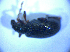  ( - BFB_Col_FK_5199)  @12 [ ] CreativeCommons - Attribution Non-Commercial Share-Alike (2012) Zoologische Staatssammlung Muenchen SNSB, Zoologische Staatssammlung Muenchen