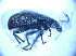  ( - BFB_Col_FK_5202)  @12 [ ] CreativeCommons - Attribution Non-Commercial Share-Alike (2012) Zoologische Staatssammlung Muenchen SNSB, Zoologische Staatssammlung Muenchen