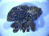  (Kyklioacalles aubei - BFB_Col_FK_5212)  @12 [ ] CreativeCommons - Attribution Non-Commercial Share-Alike (2012) Zoologische Staatssammlung Muenchen SNSB, Zoologische Staatssammlung Muenchen