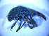  ( - BFB_Col_FK_5223)  @12 [ ] CreativeCommons - Attribution Non-Commercial Share-Alike (2012) Zoologische Staatssammlung Muenchen SNSB, Zoologische Staatssammlung Muenchen