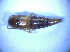  ( - BFB_Col_FK_5224)  @12 [ ] CreativeCommons - Attribution Non-Commercial Share-Alike (2012) Zoologische Staatssammlung Muenchen SNSB, Zoologische Staatssammlung Muenchen