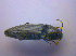  (Melanotus brunnipes - BFB_Col_FK_4181)  @14 [ ] CreativeCommons - Attribution Non-Commercial Share-Alike (2010) Zoologische Staatssammlung Muenchen SNSB, Zoologische Staatssammlung Muenchen
