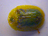  ( - BFB_Col_FK_4194)  @12 [ ] CreativeCommons - Attribution Non-Commercial Share-Alike (2010) Zoologische Staatssammlung Muenchen SNSB, Zoologische Staatssammlung Muenchen