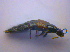  ( - BFB_Col_FK_4203)  @11 [ ] CreativeCommons - Attribution Non-Commercial Share-Alike (2010) Zoologische Staatssammlung Muenchen SNSB, Zoologische Staatssammlung Muenchen